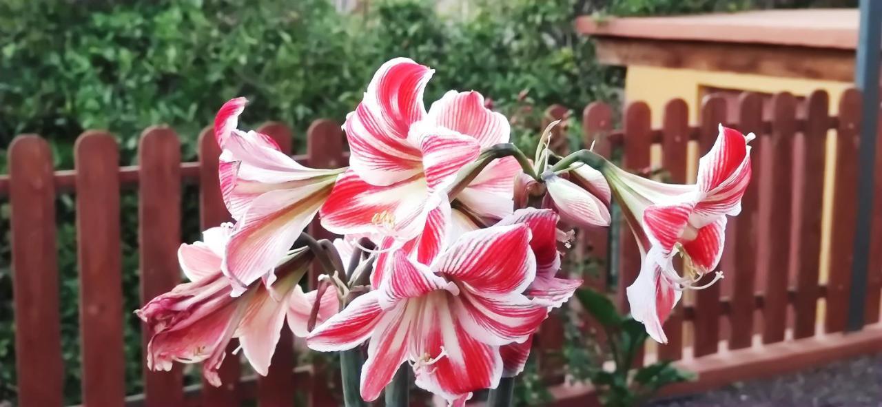 Willa La Casita Del Naranjo Agüimes Zewnętrze zdjęcie